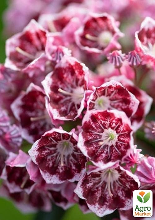 Кальмія latifolia "Kaleidoscope" - фото 2