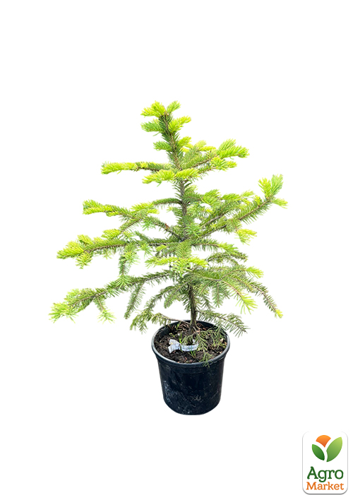 Ялина Мейєра "Picea Meyeri" вазон С2, висота 20-35см - фото 2