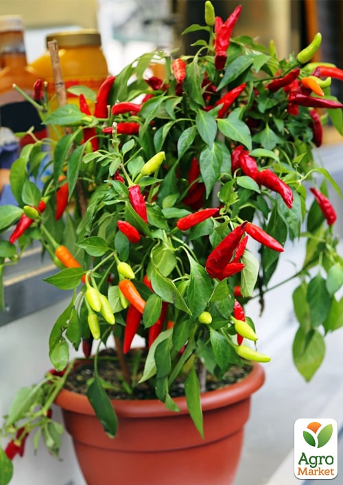Перець кімнатний "Tabasco" гострий (їстівний, декоративний) 