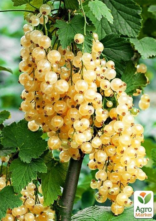 Порічка (смородина) на штамбі "Уайт Ютербог" (White Yuterbog) (середньо-раннього терміну дозрівання, великоплідний сорт) - фото 5