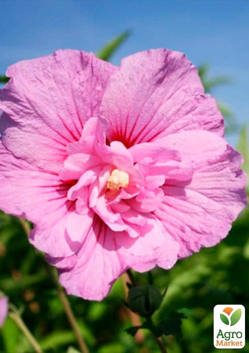 Гибискус древовидный махровый "Лавандовый шифон" (Lavender Chiffon) - фото 5