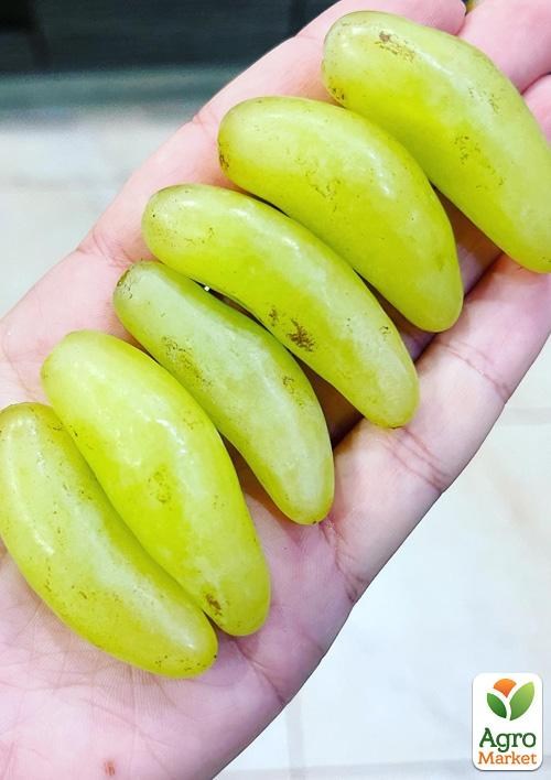 Виноград "Азия" (вегетирующий саженец очень крупного сладкого винограда) - фото 2