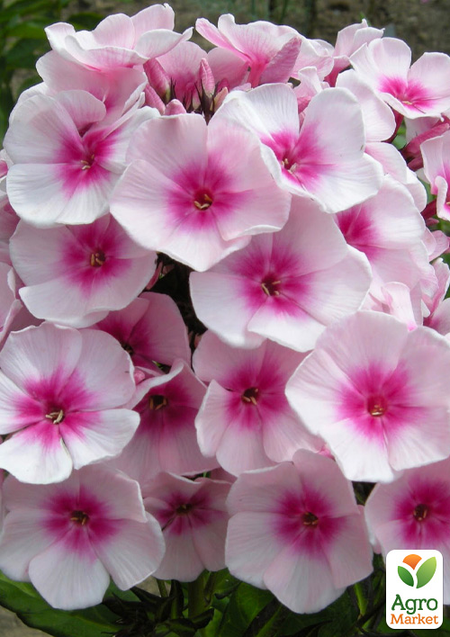 Флокс многолетний "Brilliant Eye"