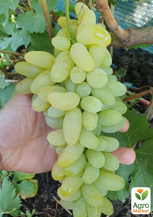 Виноград кишмиш "Голд Фингер" (укорененный саженец в контейнере) - фото 5