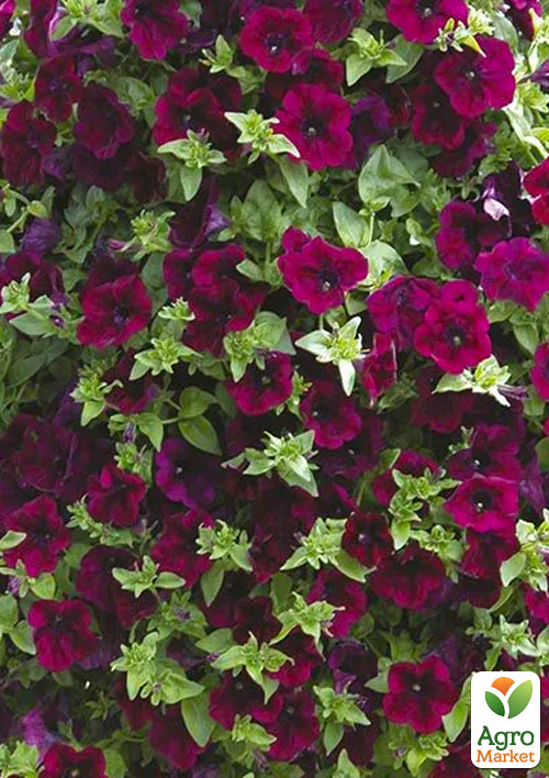 Петунія "Bonnie Magenta"