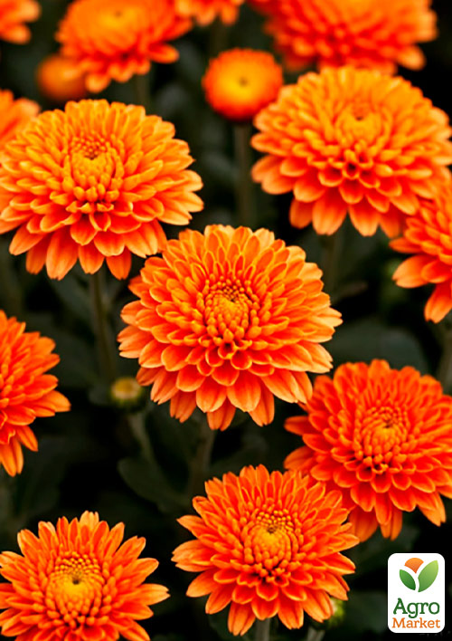 Хризантема мультифлора шарообразная "Seminole Orange" 