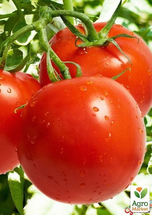 Томат "Санька" (в банке) ТМ "Весна Органик" 3г