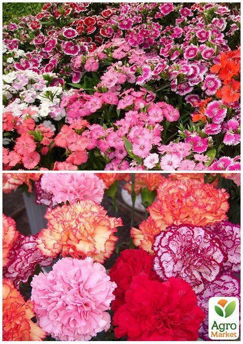 На развес Гвоздика "Садовая" ТМ "Весна" цена за 2г - фото 4