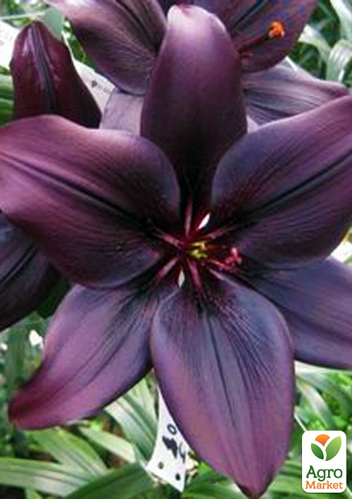 Лілія "Landini" 1шт в упаковці