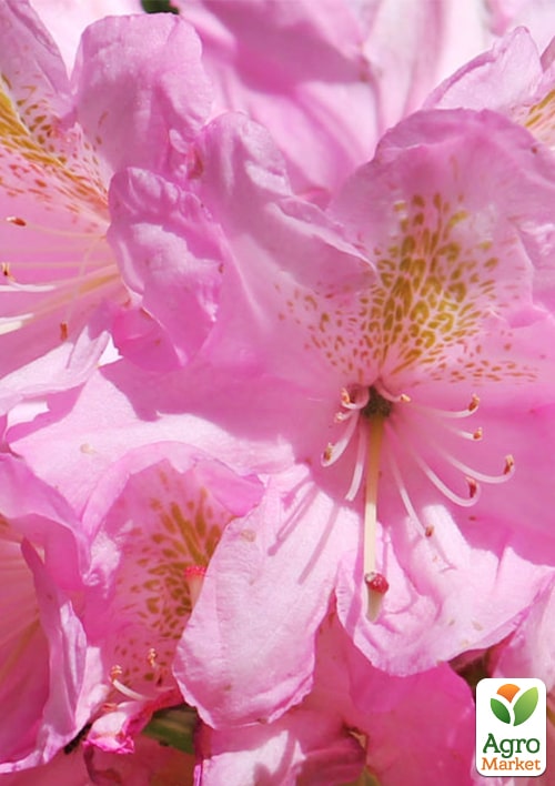 Рододендрон гибридный "Scintillation" (Сцинтиллейшн) - фото 5