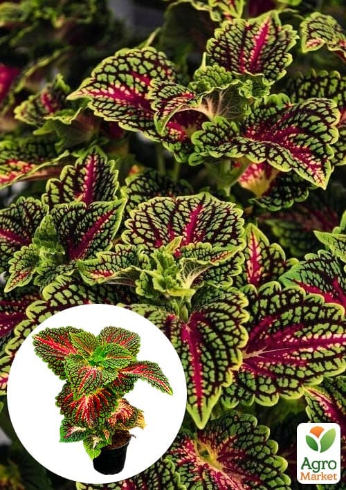 Колеус "Stained Glassworks Spacecake" 