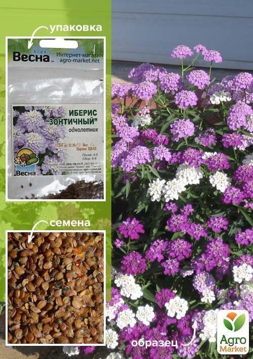 Іберіс зонтичний (Зипер) ТМ "Весна" 1г