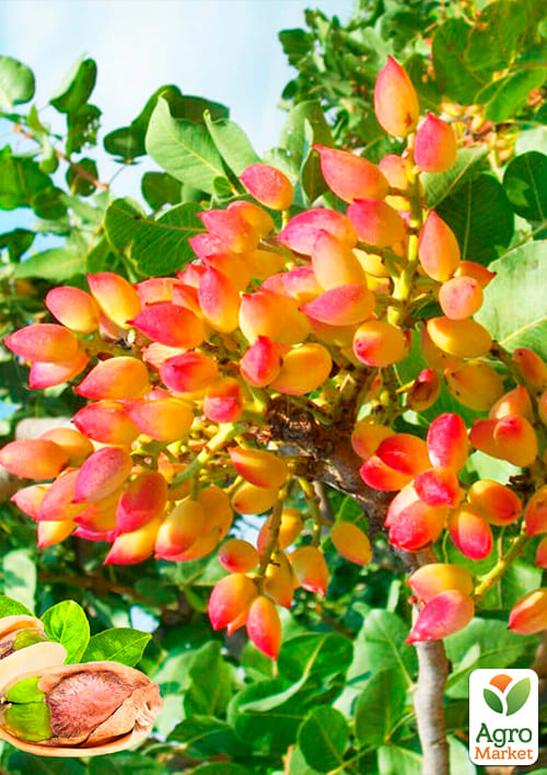 Фисташка "Альбина"  (средний срок созревания) - фото 5