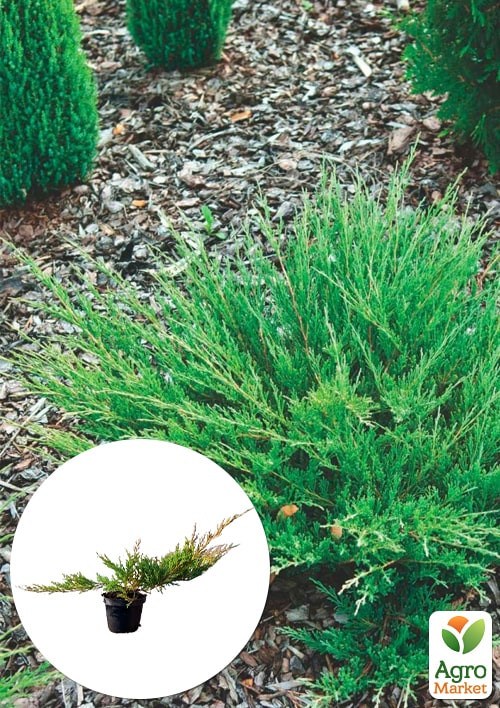 Можжевельник горизонтальный "Andorra Compact" C2, диаметр 25-35см