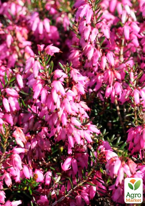 Эрика травянистая  "March Seedling" горшок P11 - фото 2