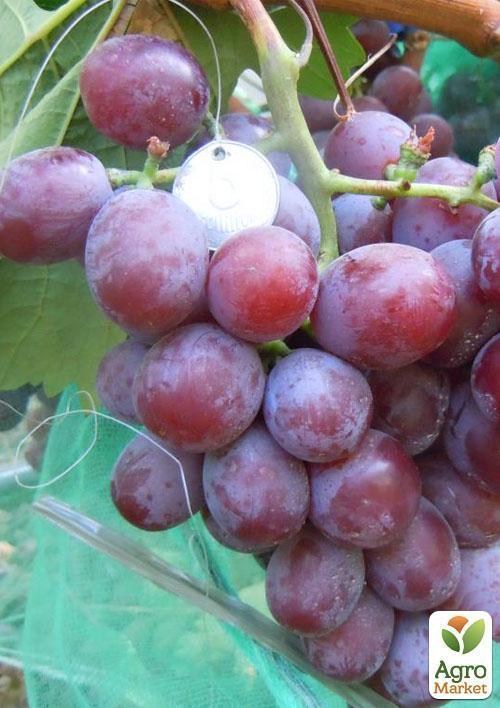 Виноград "Сенатор" - фото 2