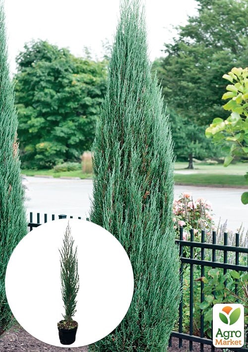Можжевельник скальный  "Blue Arrow" С10 высота 100-120см