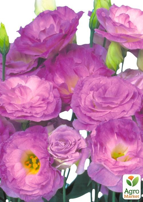 Эустома махровая "Mariachi Misty Blue" укорененная в контейнере Р9