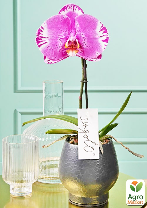 Орхідея (Phalaenopsis) "Singolo Victorio" - фото 2
