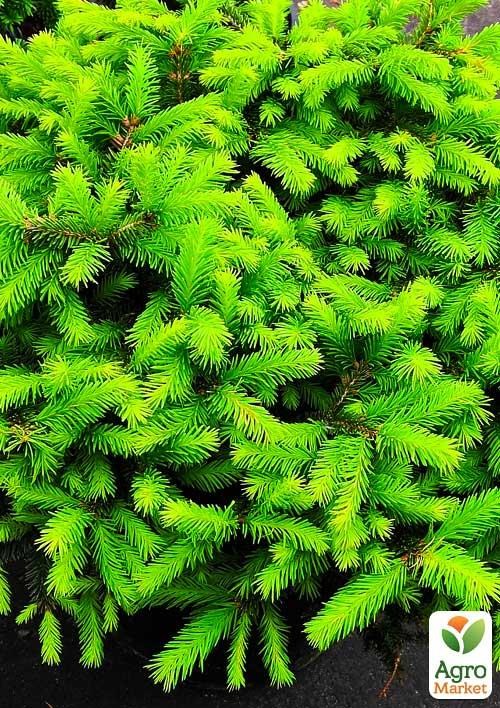 Ялина європейська "Little Gem" (контейнер Р9)