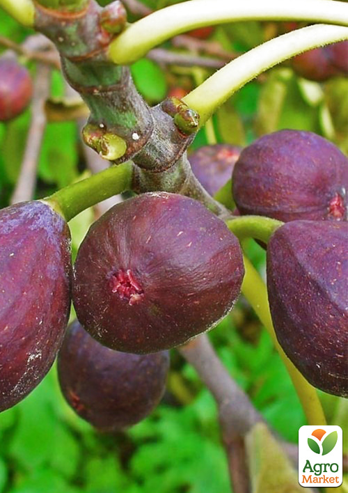 LMTD Інжир 10-річний щеплений "Carica" (висота 150-180см) - фото 2