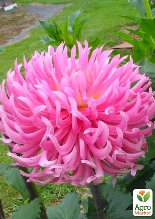 Георгина "Hollyhill Cotton Candy"