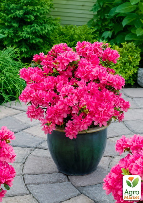 紺屋紫桜 Азалия японская низкорослая 