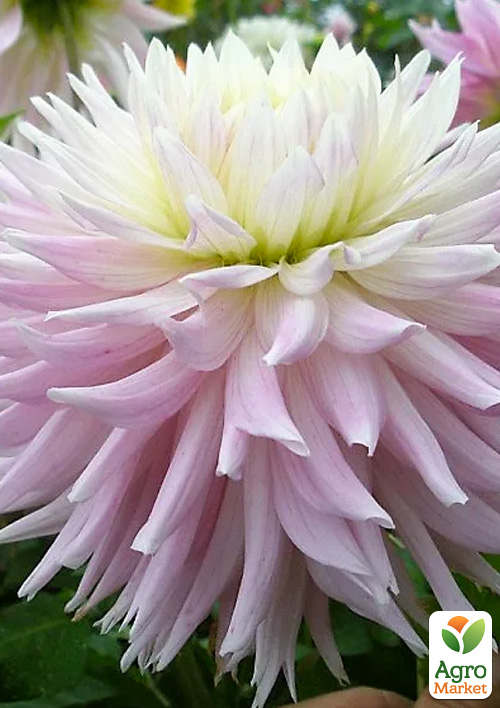 Георгина "Kiev"