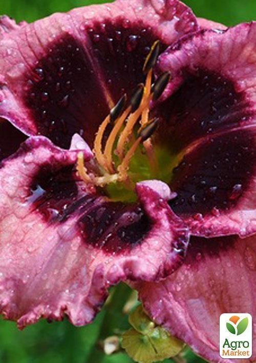 Лілійник "Macbeth" 1шт в упаковці