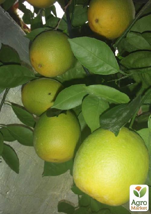 Апельсин "Вашингтон Навела" ДУБЛИКАТ