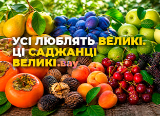 Великий саджанець — чудовий результат