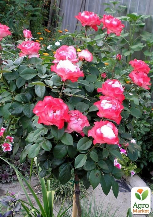 Роза штамбовая "Пульман Ориент Экспрес"