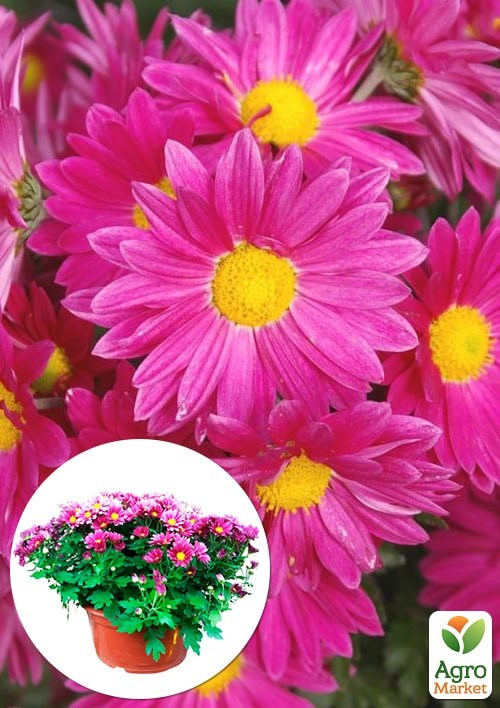 Хризантема Садовая "Verano Rose" (высота 30-50см)