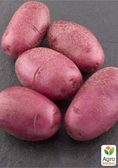 Картопля "Фламенко" насіннєва пізня (1 репродукція) 1 кг - фото 2