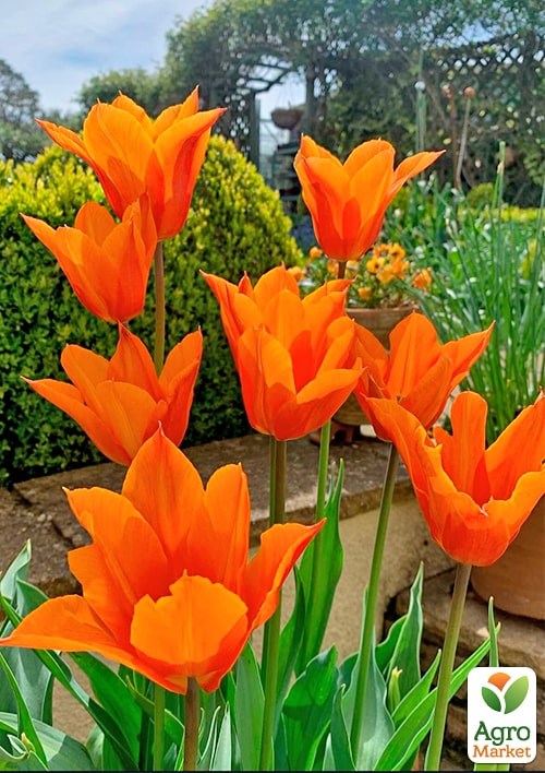 Тюльпан "Temple´s Favourite" (размер 11/12 , крупный) 3шт в упаковке - фото 3