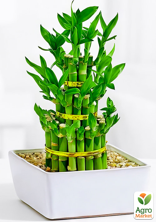 LMTD Бамбук Сандера "Dracaena Steps" (высота 20-30см) - фото 6