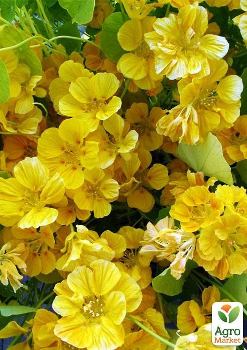 Настурция "Золотой блик" (в банке) ТМ "Весна Органик" 6г