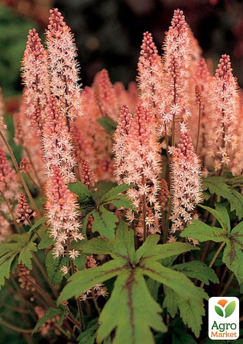 Тиарелла сердцелистная "Pink Skyrocket" вазон С2