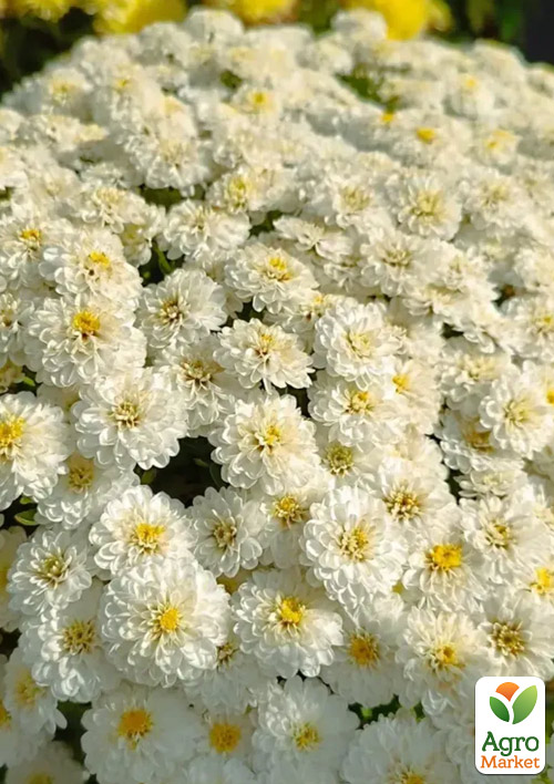 Хризантема мультифлора шарообразная "Paris Ivory" 