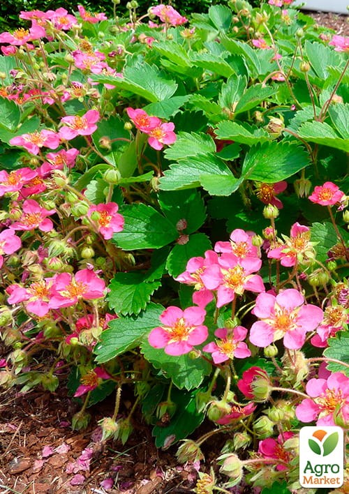 Полуниця ремонтантна рожевоквітуча "Полуничний лід" (Fragaria a. "Strawberry Ice'pbr") Нідерланди, вазон П9 - фото 3