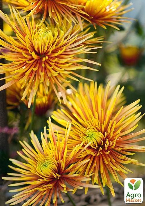 Хризантема зрізочна "Safina" - фото 2