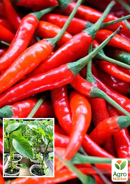 Розсада Перець гострий «Анахайм» (фермерське вирощування)