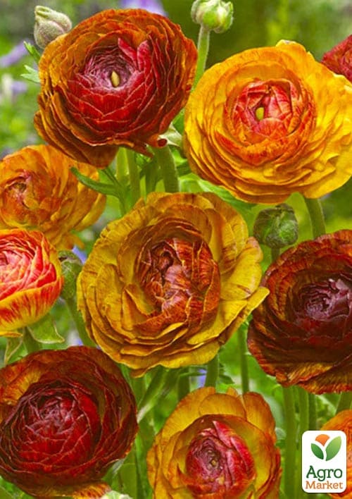 Лютики (Ранункулюс) "Picotee Cafe" - фото 2