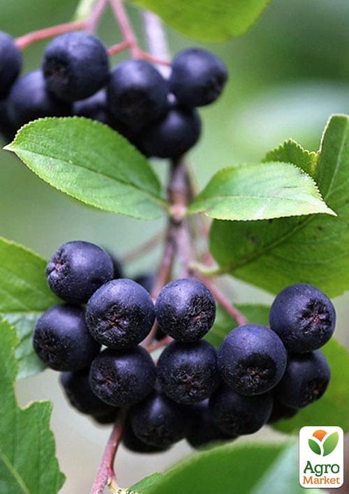 Горобина чорноплідна 2-річна "Nero" вкорінена в контейнері