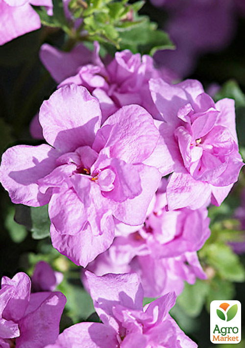 Бакопа Махровая Ампельная "Scopia Double Pink"