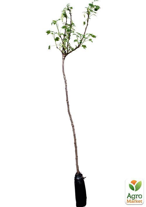 Смородина на штамбі "Ровада" (середньо-пізній термін дозрівання, один з кращих сортів) - фото 5