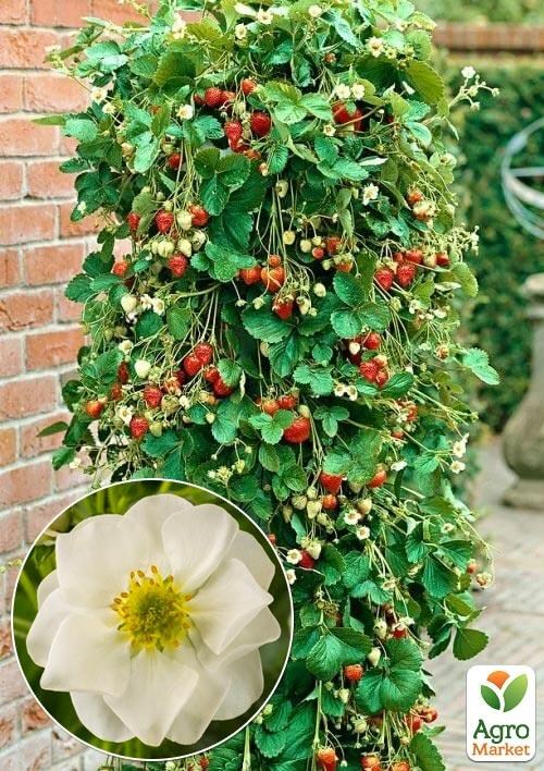 Клубника Ампельная Махровоцветущая "Snow" (ремонтантный ранний сорт)