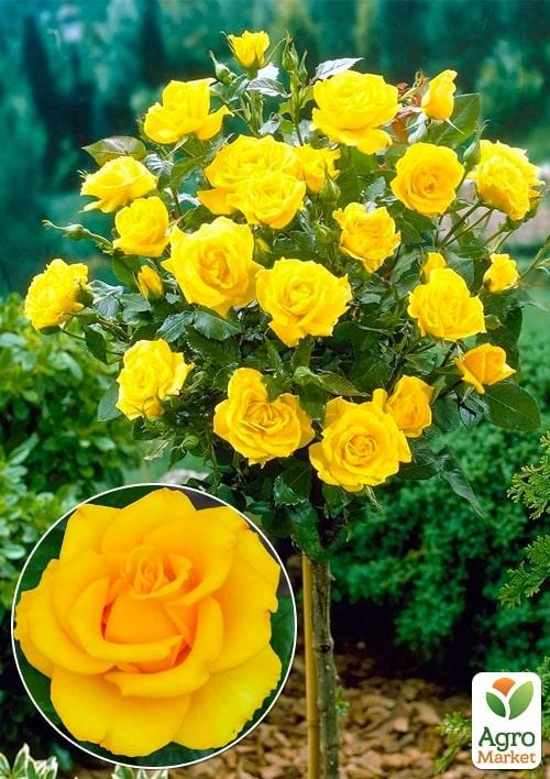 Окулянты Розы на штамбе «Kerio»