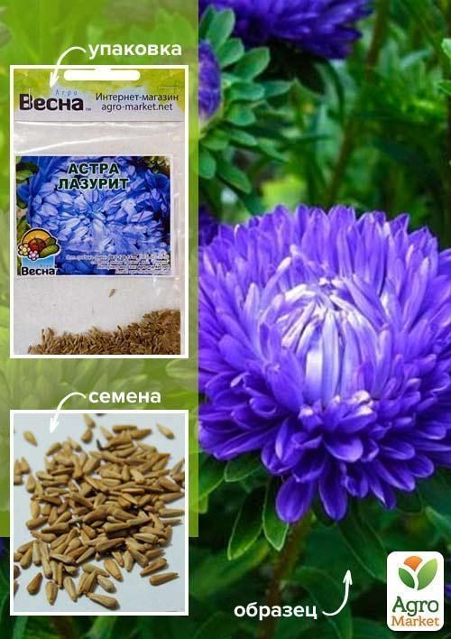 Айстра "Лазурит" (Зипер) ТМ "Весна" 0,5г