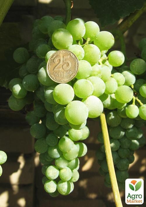 Виноград "Спартанець" (винний)